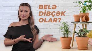 Gör Nə Deyirəm, Belə Dibçək Olar?