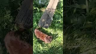 Котенок на качелях!
