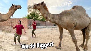 World Biggest Camel 