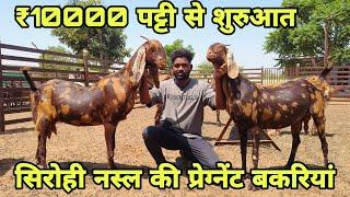 ₹10000 पट्टी से शुरुआत! सिरोही नस्ल की प्रेग्नेंट बकरियां! at visit Pk goat farm Ajmer