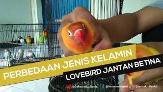 Cara Ampuh Membedakan Jenis Kelamin Lovebird Jantan Dan Betina (99% AKURAT)