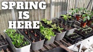 Spring Is Here Container Gardening