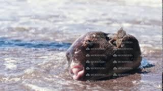 A pufferfish Arothron stellatus,Tetraodontidae washed ashore after storm.