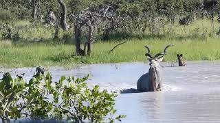 Kudu and Wild Dogs
