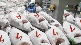 Amazing Scale！Cut Frozen Tuna into Sashimi, Tuna Factory in Taiwan