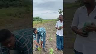 Farmer sharing his experience in Telugu about Exogen after using it on his Cotton crop.