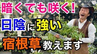 【日陰にお悩みの方必見】今日からあなたの庭が華やかに生まれ変わります　　【カーメン君】【園芸】【おすすめ】【宿根草】