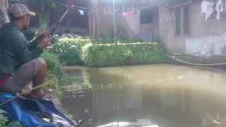 Mancing di kolam. Senar putus broooo. Dapet ikan bawal