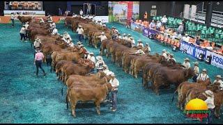 FERIA NACIONAL CEBÚ EN RIONEGRO, ANTIOQUIA