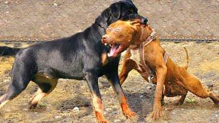 Pitbull VS Rottweiler - Rottweiler VS Pitbull | Real Fight