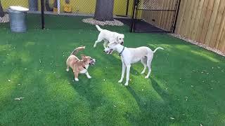 Doggy Daycare at Barks & Recreation: Maui the Whippet