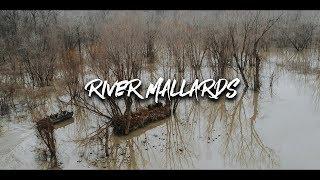 Duck Hunting- "River Mallards"