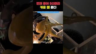 반려 문어 50마리 키우게 된 이유