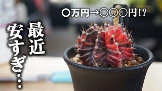 あのホムセンが安すぎる！〇万円した観葉植物がまさかの・・・【サボテン】