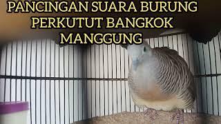 BURUNG PERKUTUT BANGKOK MANGGUNG GACOR