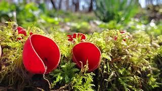 Scarlet Elf Cup Mushrooms (Sarcoscypha austriaca) - Foraging UK -