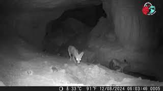 Two Young Foxes in the cave