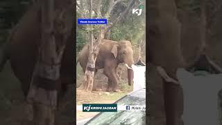 Viral Video of Man Provoking Elephant Sparks Outrage Among Netizens