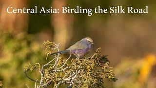 Central Asia: Birding the Silk Road: Uzbekistan, Kazakhstan & Kyrgyzstan