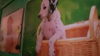 Общество Защиты Животных изнутри