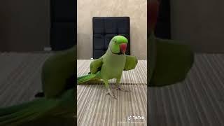 Говорящий ожереловый попугай Ричи ваше любимое