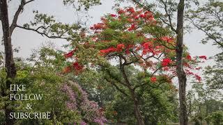 Exploring Tokla tea garden east Nepal #vibes #nature #naturelovers #naturephotography #teagarden