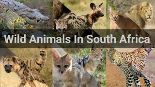 Wild Animals In South Africa