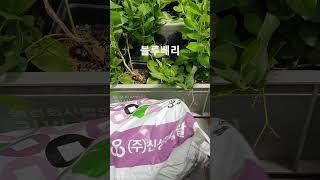 블루베리#행복한나무농장#010-4571-6389