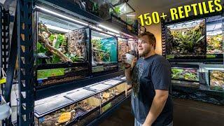 REPTILE ROOM TOUR November 2024! 150+ PET reptiles!