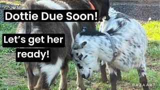 First Baby Goats of 2024 Coming Soon!