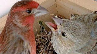 A Little Icky: Male House Finch Feeds Female