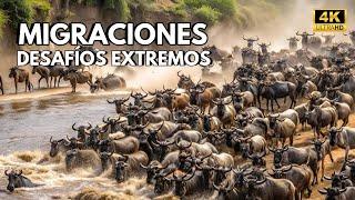 MIGRACIONES ANIMALES – Animales que migran por los océanos, las llanuras y el cielo