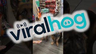 Dogs Wait for Permission to Take Treats || ViralHog