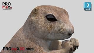 Rigged Prairie Dog 3D Model for Download | @PROmax3D