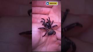 Exploring the Trapdoor Spider’s Lair"#facts #documentary #usashorts #nature#amazing#insects#wildlife