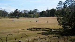 248 KODAIKANAL GOLF CLUB TRAVEL VIEWS by www.travelviews.in, www.sabukeralam.blogspot.in