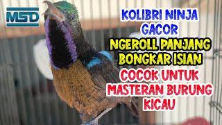 Suara pikat burung Kolibri ninja gacor ngobra roll panjang isian variasi tembakan