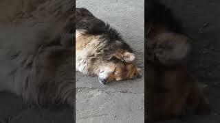 Время сиесты глазами харьковчан, нет войне. Dogs siesta time. save Ukraine now, stop war