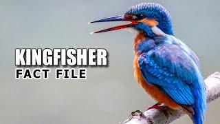 Kingfisher Facts: Not JUST a FISHING Bird ‍⬛ Animal Fact Files