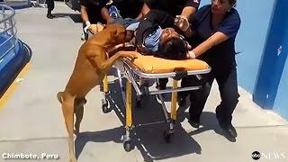 Dogs Refuse to Leave Owner's Side in Emergency Room