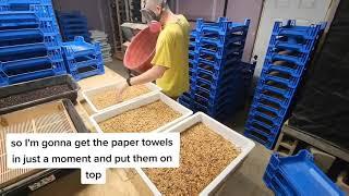 How to sift pupae in a mealworm farm - it's actually really easy!