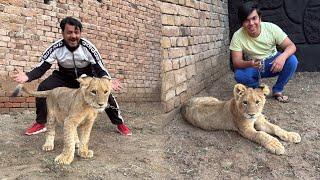 New Zoo Me Lion Agea  What a Surprise