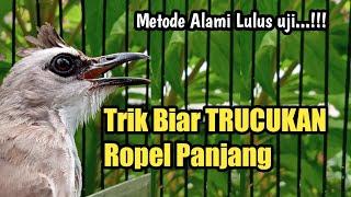 Metode Ampuh TRUCUKAN biar ropel panjang dan GACOR||terbukti