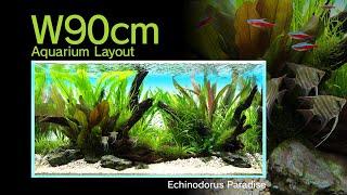[ADAview] Echinodorus Paradise エキノドルス・パラダイス  -W90cm Aquarium Layout-【EN/JP Sub.】