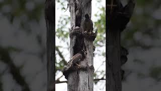 Myna bird pair guarding nest. #Shorts