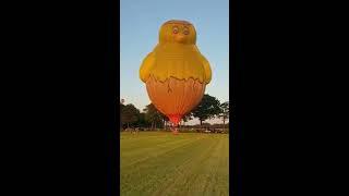 Even geduld hebben.... de landing van het kuiken van Ballonteam Wessel