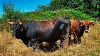 The hidden value of the Vianese cattle breed