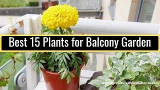 Best 15 Plants for Balcony Garden | Balcony Plants Ideas | Balcony Garden-Agriculture and Technology