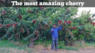 The most biggest & Amazing Cherry Farm  Asi luce el huerto de cerezas con mas frutos