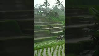 The beauty of buffalo playing in the rice fields during the rain #nature #relax #travel #beautiful